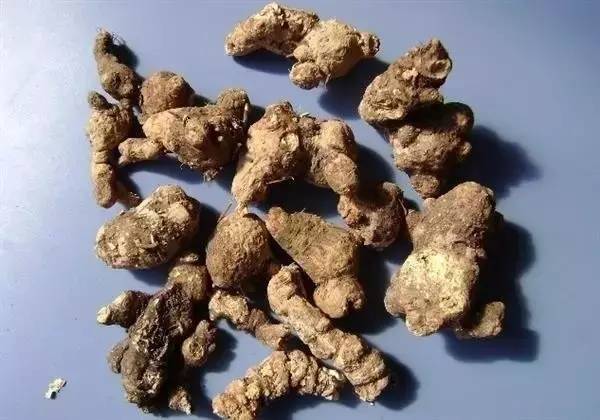 苍术厚朴甘草陈皮一起用的功效,每日一味中药材芳香化湿药苍术