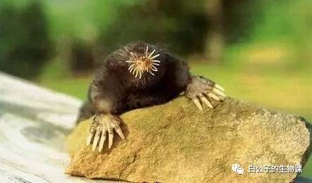 地球上真的有外星人的视频吗,地球上至少有四种外星人