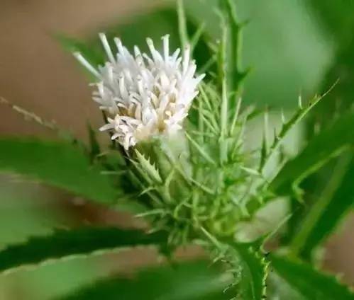 苍术厚朴甘草陈皮一起用的功效,每日一味中药材芳香化湿药苍术