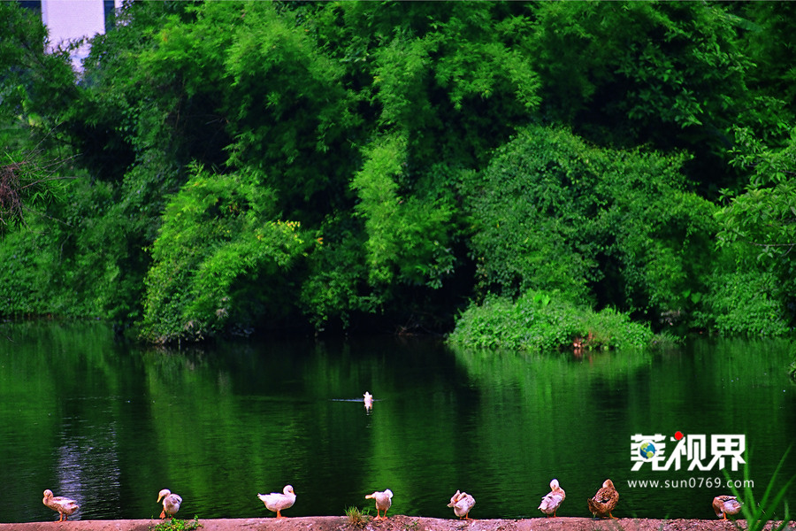 中国最美小镇惠州清溪,清溪最美小镇旅游景点