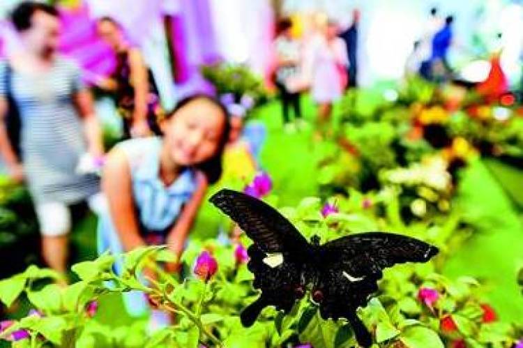 上海薰衣草节亲子嘉年华,薰衣草旅游节