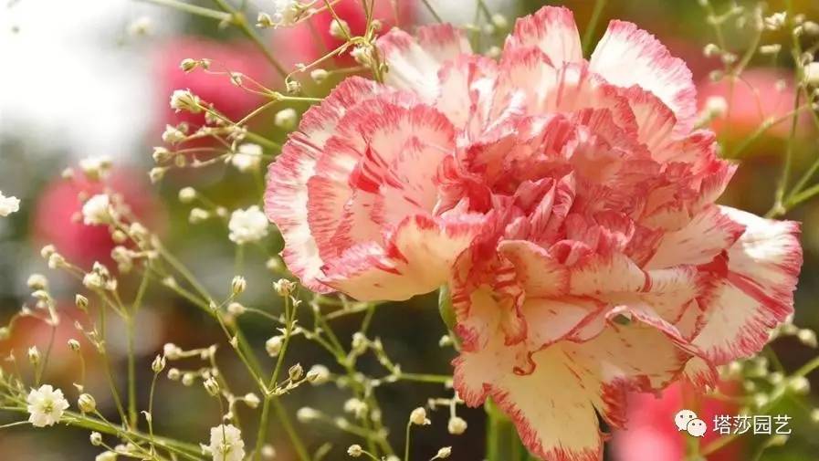 除了康乃馨以外送给妈妈什么花,代表母亲的花是康乃馨