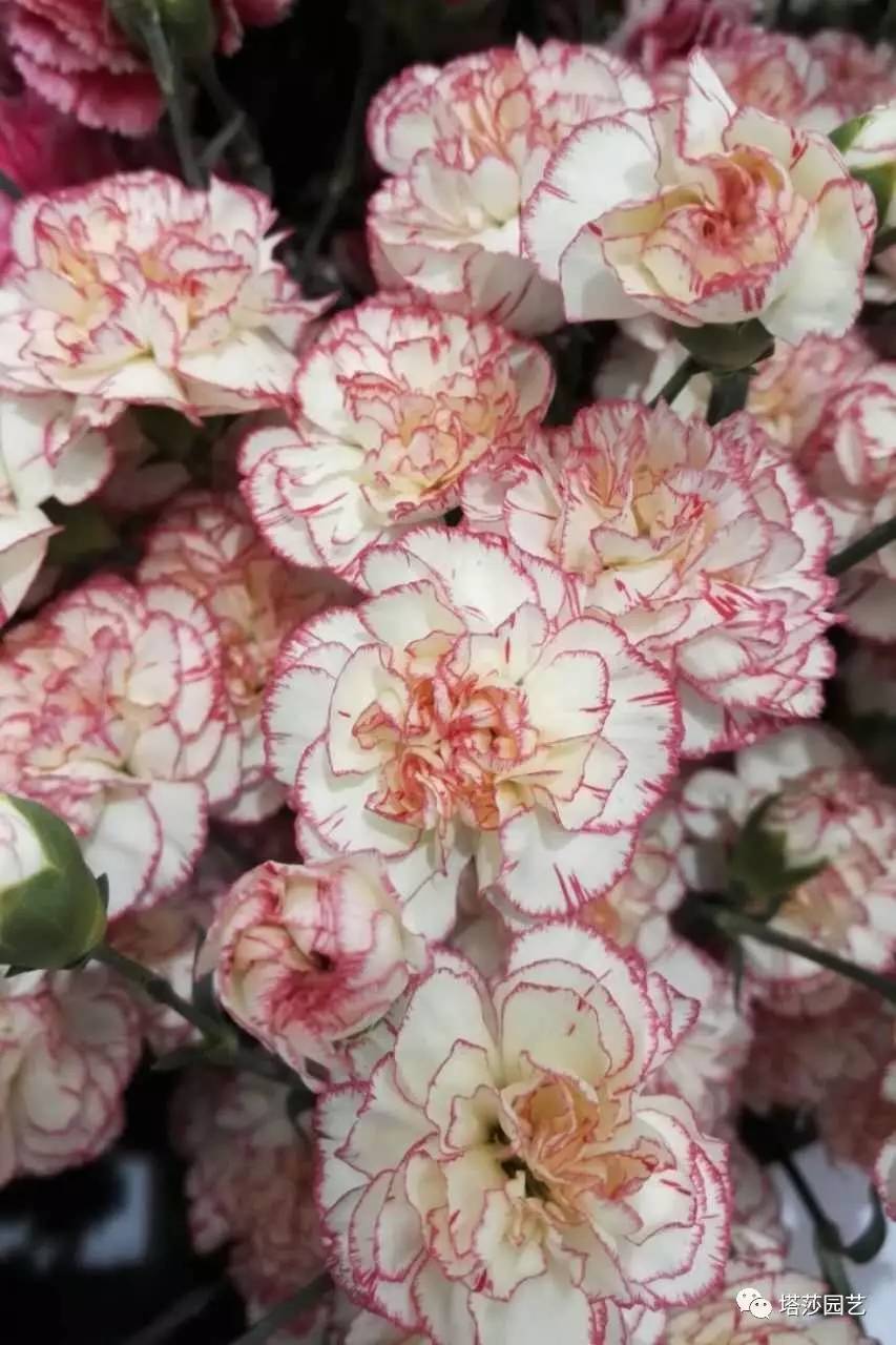 除了康乃馨以外送给妈妈什么花,代表母亲的花是康乃馨