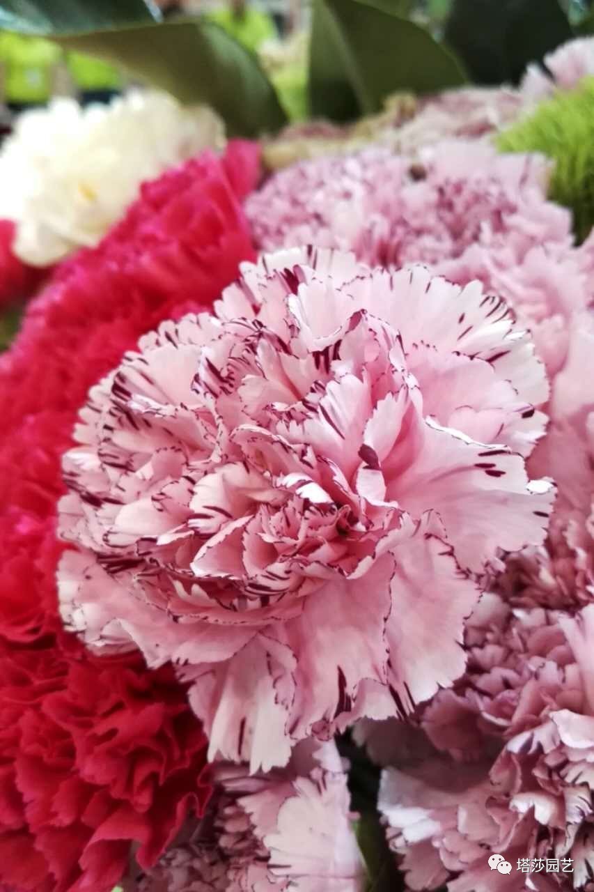 除了康乃馨以外送给妈妈什么花,代表母亲的花是康乃馨