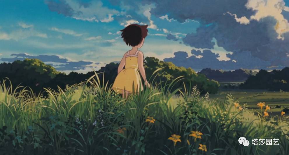 除了康乃馨以外送给妈妈什么花,代表母亲的花是康乃馨