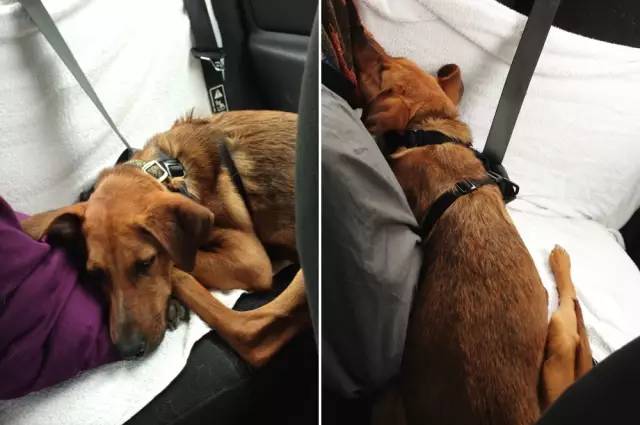 长毛狗狗怎么修剪才好看,狗狗冬天毛发护理