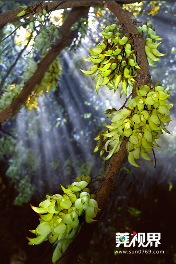 中国最美小镇惠州清溪,清溪最美小镇旅游景点