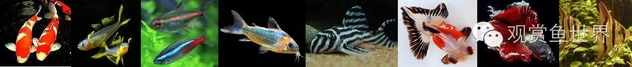 原生水陆缸开缸过程,超美摄影师