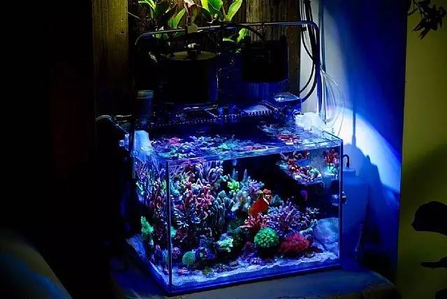 红树海缸,适合海缸的红树品种