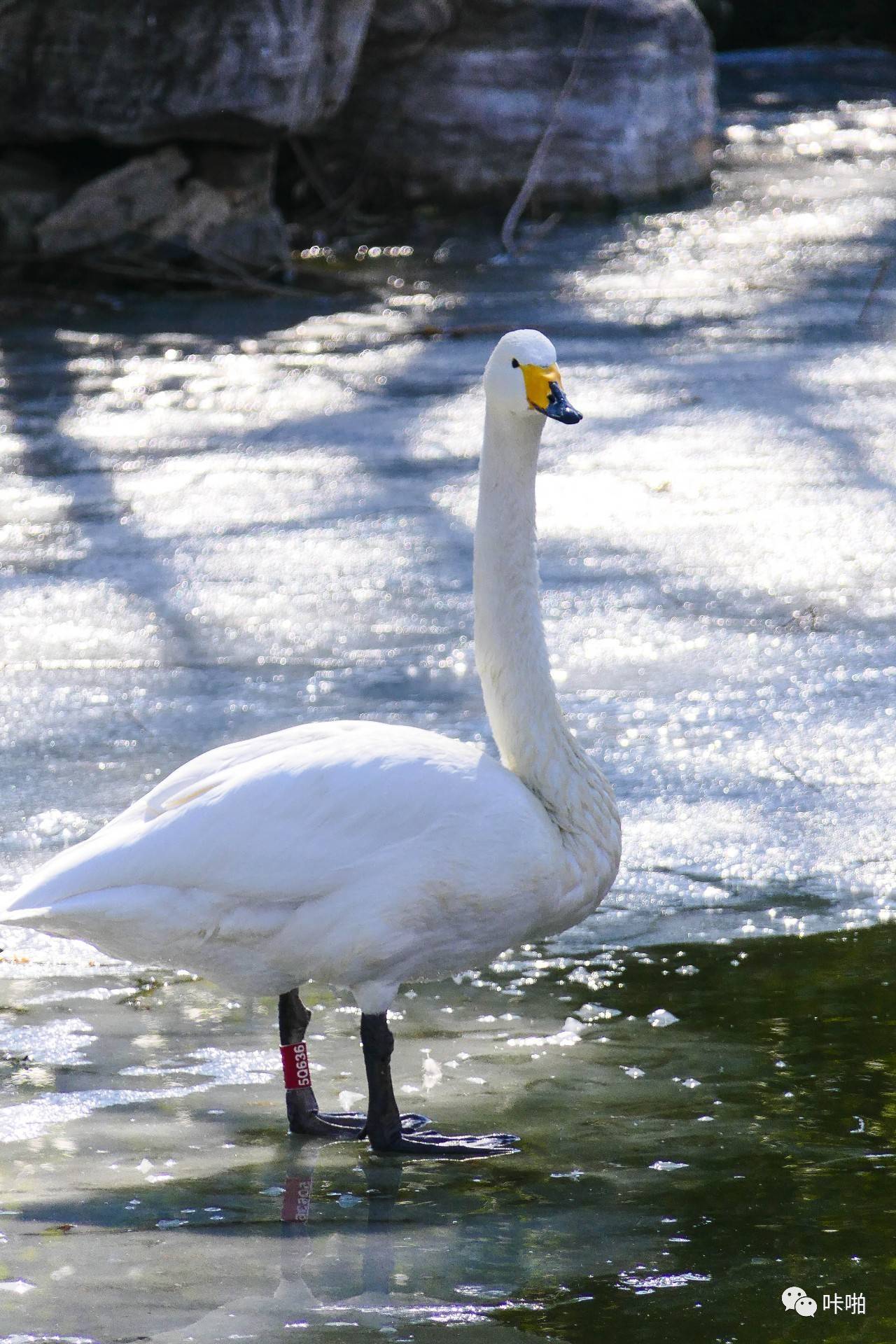 松下fz2500发布时间,松下fz长焦机