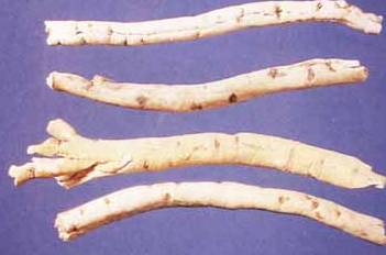 中药知识必学杜仲,中药牡丹皮的功效作用