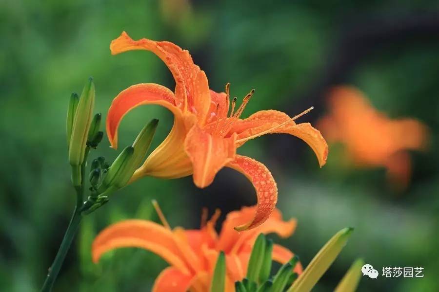 除了康乃馨以外送给妈妈什么花,代表母亲的花是康乃馨