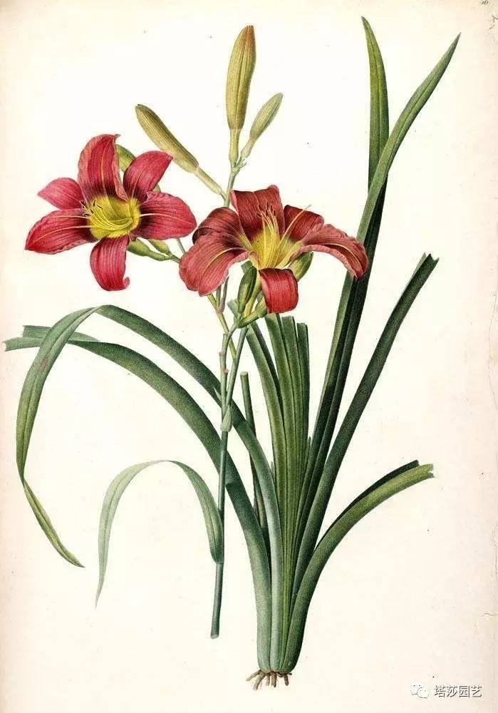 除了康乃馨以外送给妈妈什么花,代表母亲的花是康乃馨