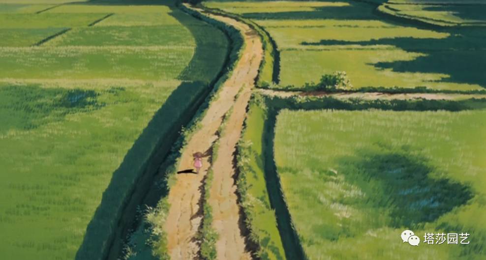 除了康乃馨以外送给妈妈什么花,代表母亲的花是康乃馨