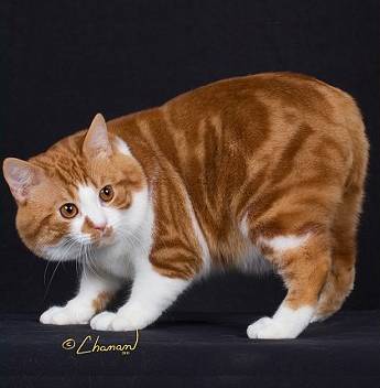 妈妈，这只猫咪怎么没有尾巴？