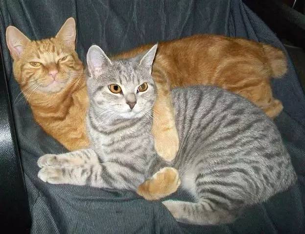 妈妈，这只猫咪怎么没有尾巴？