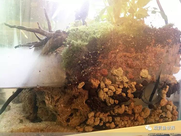 原生水陆缸开缸过程,超美摄影师