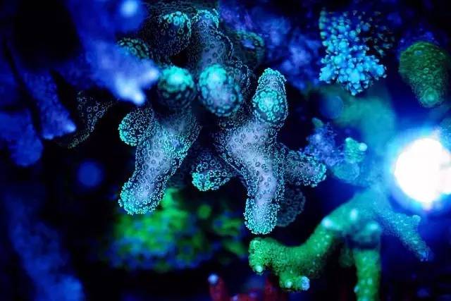 红树海缸,适合海缸的红树品种