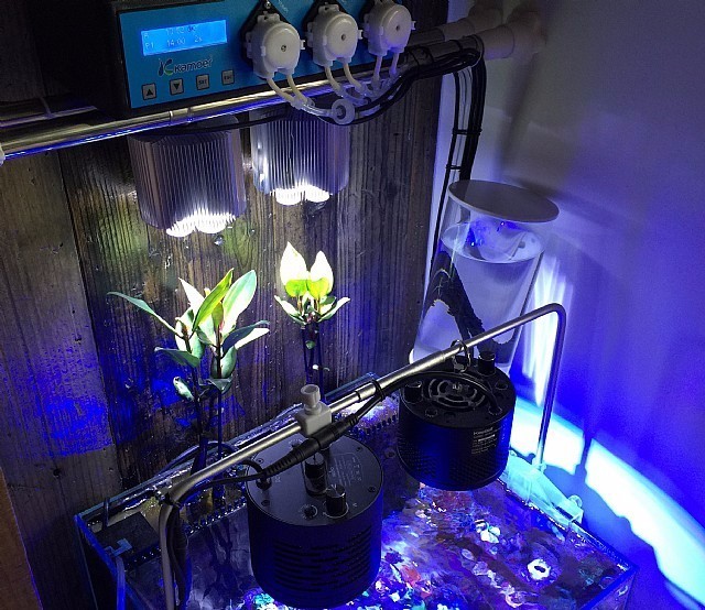 红树海缸,适合海缸的红树品种