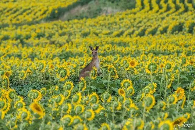 澳大利亚退税最新政策,澳洲退税是怎么个流程