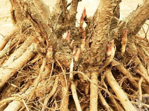 中药知识必学杜仲,中药牡丹皮的功效作用