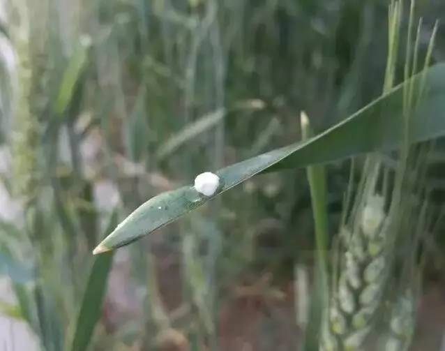 小麦抽穗期干尖是什么原因,小麦撒尿素后干尖如何补救