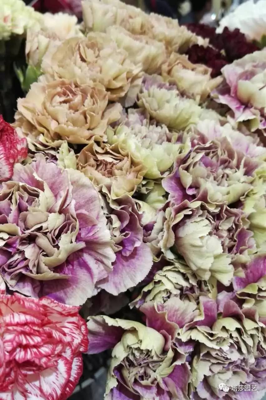 除了康乃馨以外送给妈妈什么花,代表母亲的花是康乃馨