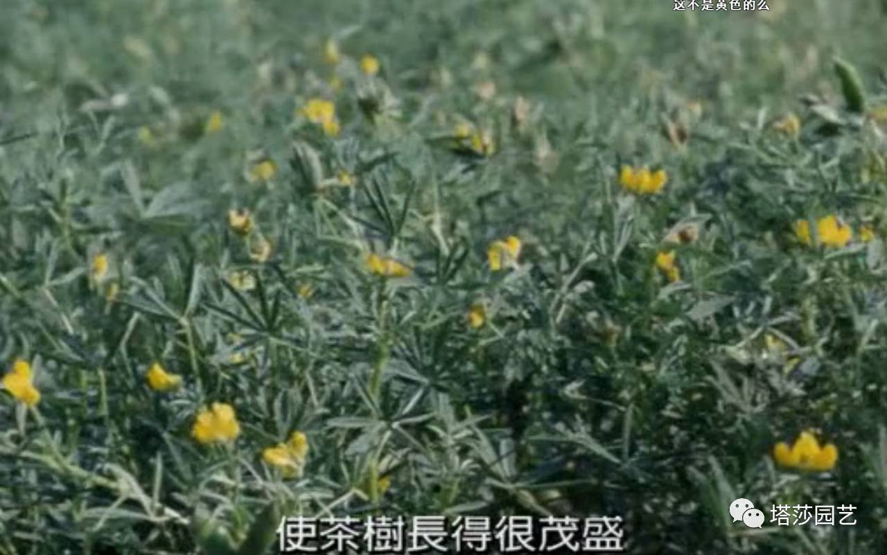 除了康乃馨以外送给妈妈什么花,代表母亲的花是康乃馨