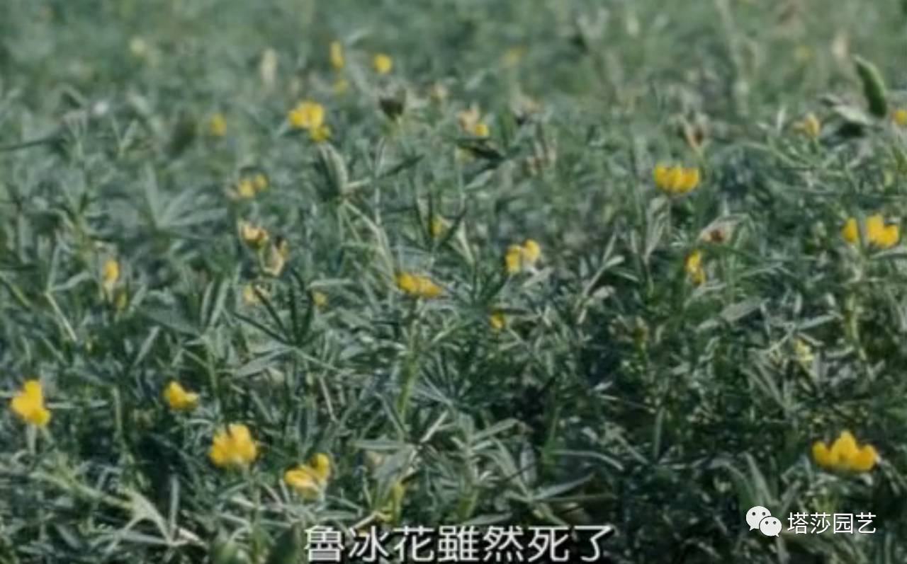 除了康乃馨以外送给妈妈什么花,代表母亲的花是康乃馨