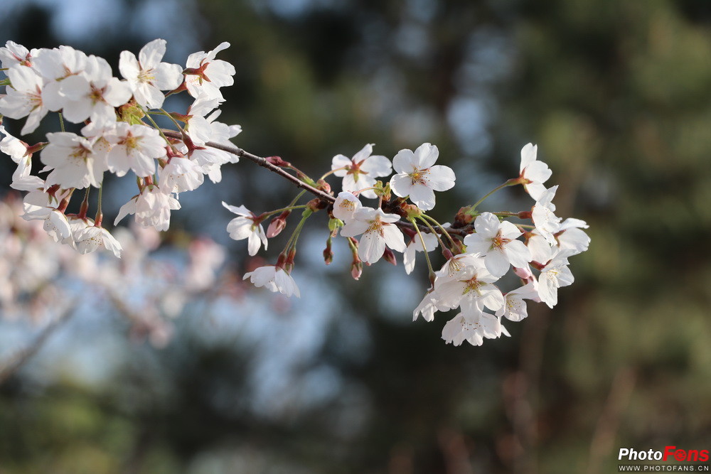 佳能eos77d镜头挑选,小白摄影入门了解佳能77d