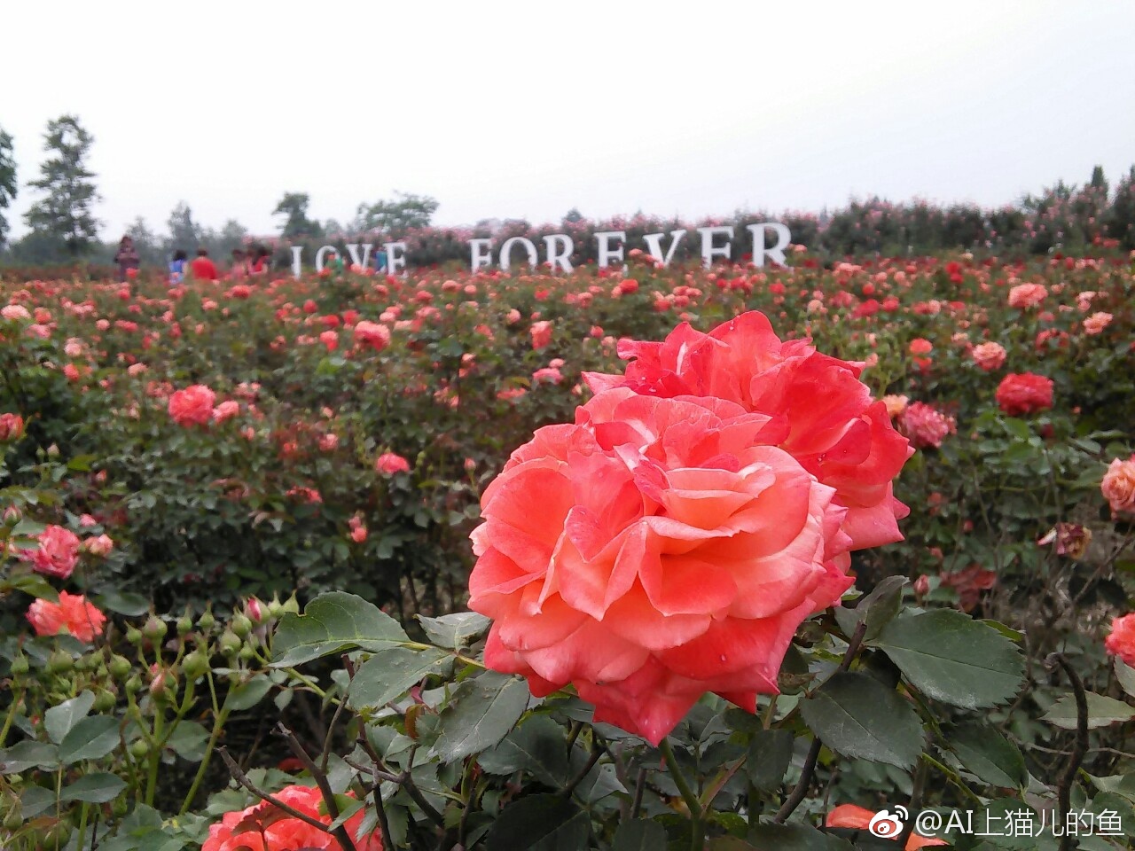 成都周边玫瑰花景点,成都周边玫瑰景点推荐一下