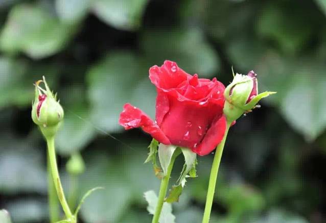 成都周边玫瑰花景点,成都周边玫瑰景点推荐一下