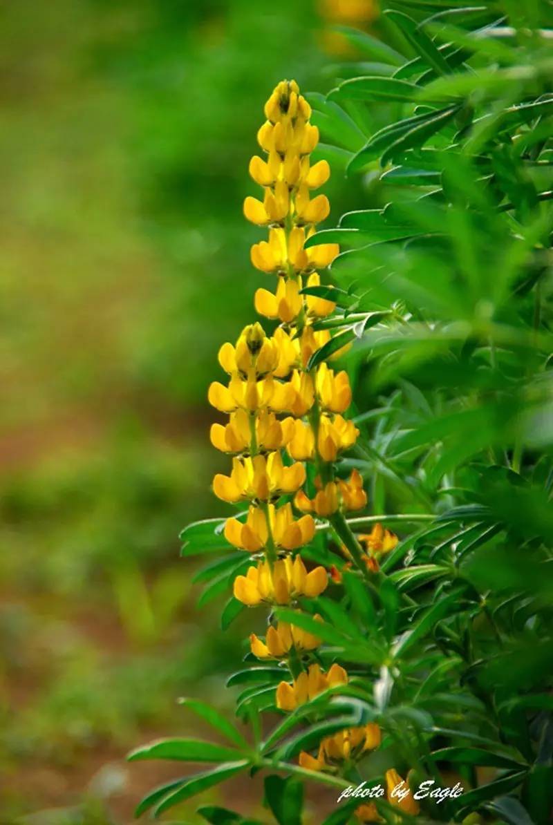 除了康乃馨以外送给妈妈什么花,代表母亲的花是康乃馨