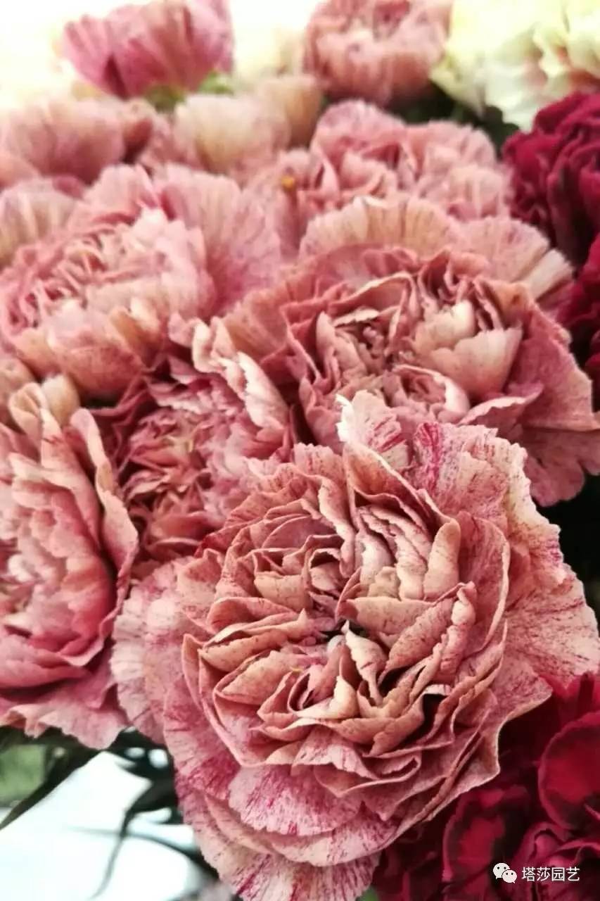 除了康乃馨以外送给妈妈什么花,代表母亲的花是康乃馨