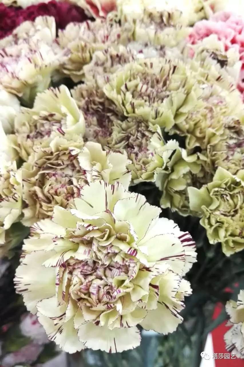 除了康乃馨以外送给妈妈什么花,代表母亲的花是康乃馨