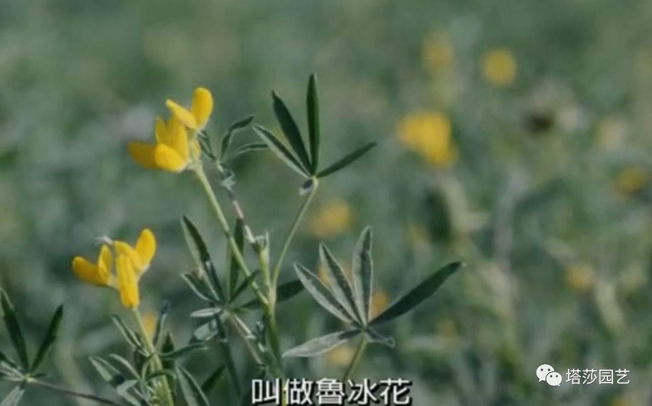 除了康乃馨以外送给妈妈什么花,代表母亲的花是康乃馨