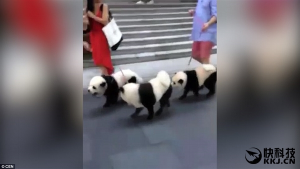 网红松狮熊猫,松狮熊猫造型是染的吗