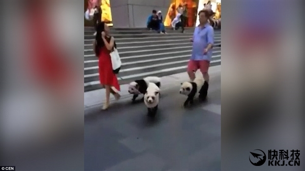 网红松狮熊猫,松狮熊猫造型是染的吗