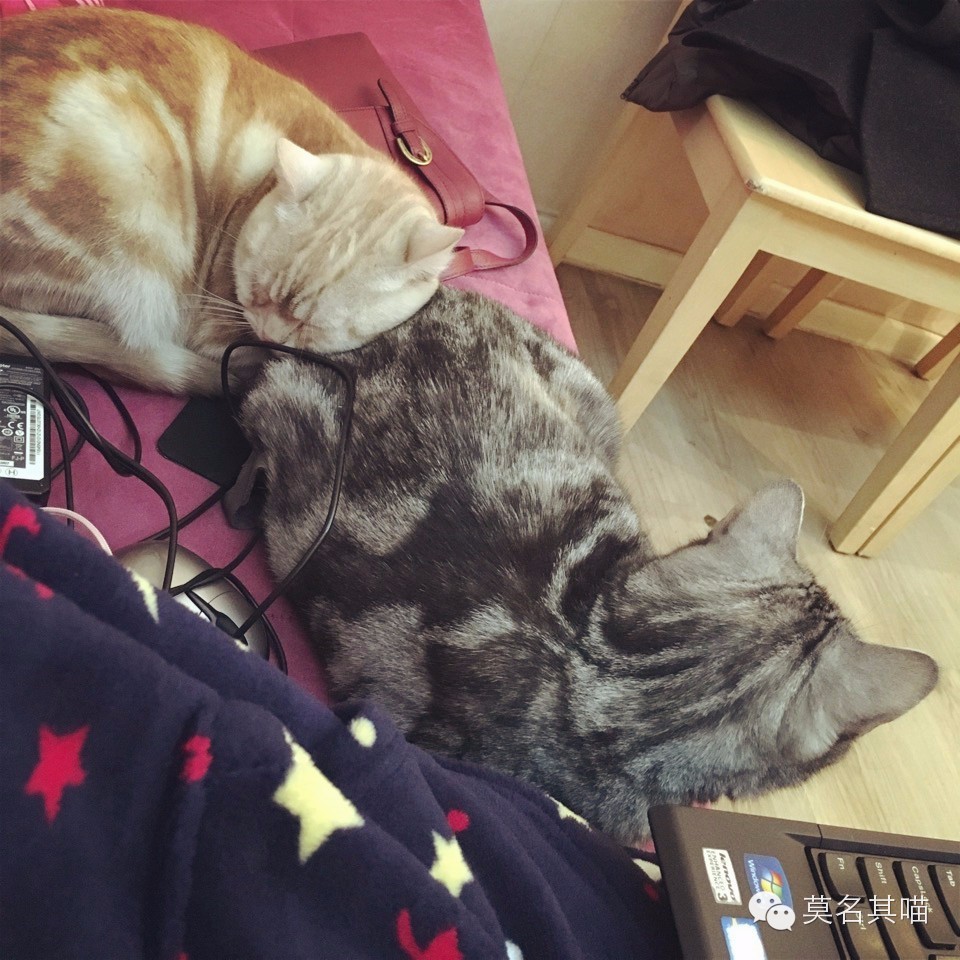 猫咪机场托运手续在哪里办,猫咪托运飞机得提前多久到机场