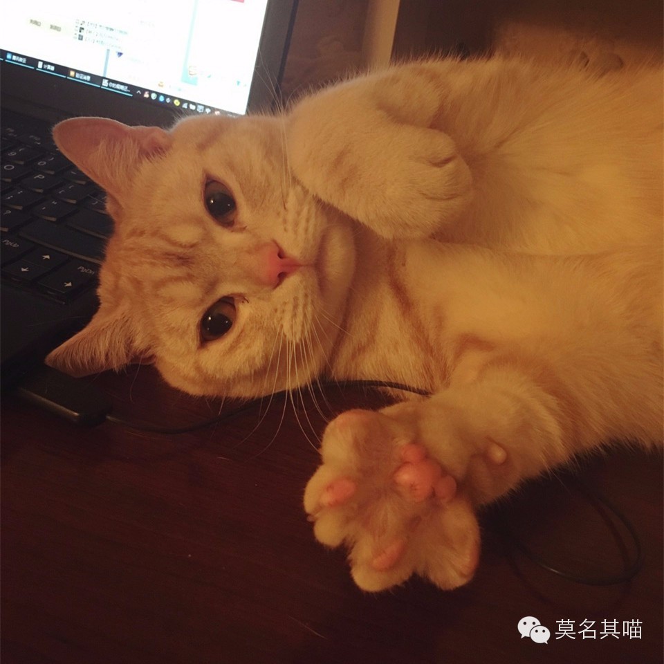 猫咪机场托运手续在哪里办,猫咪托运飞机得提前多久到机场