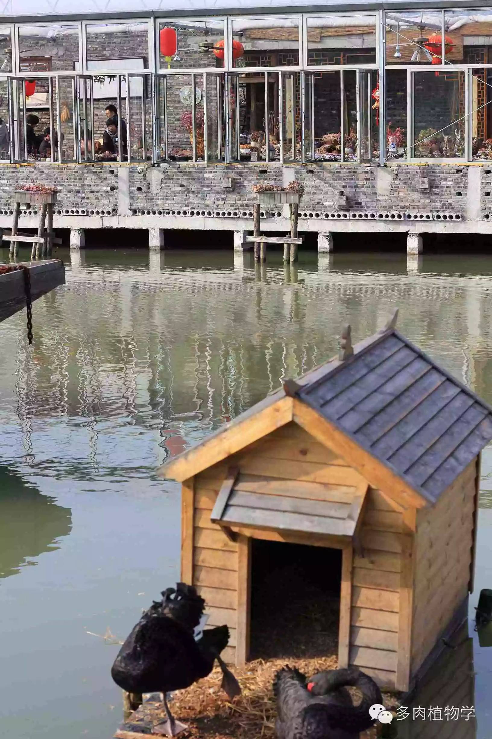 去景天韵开眼界,多肉让人浮想联翩