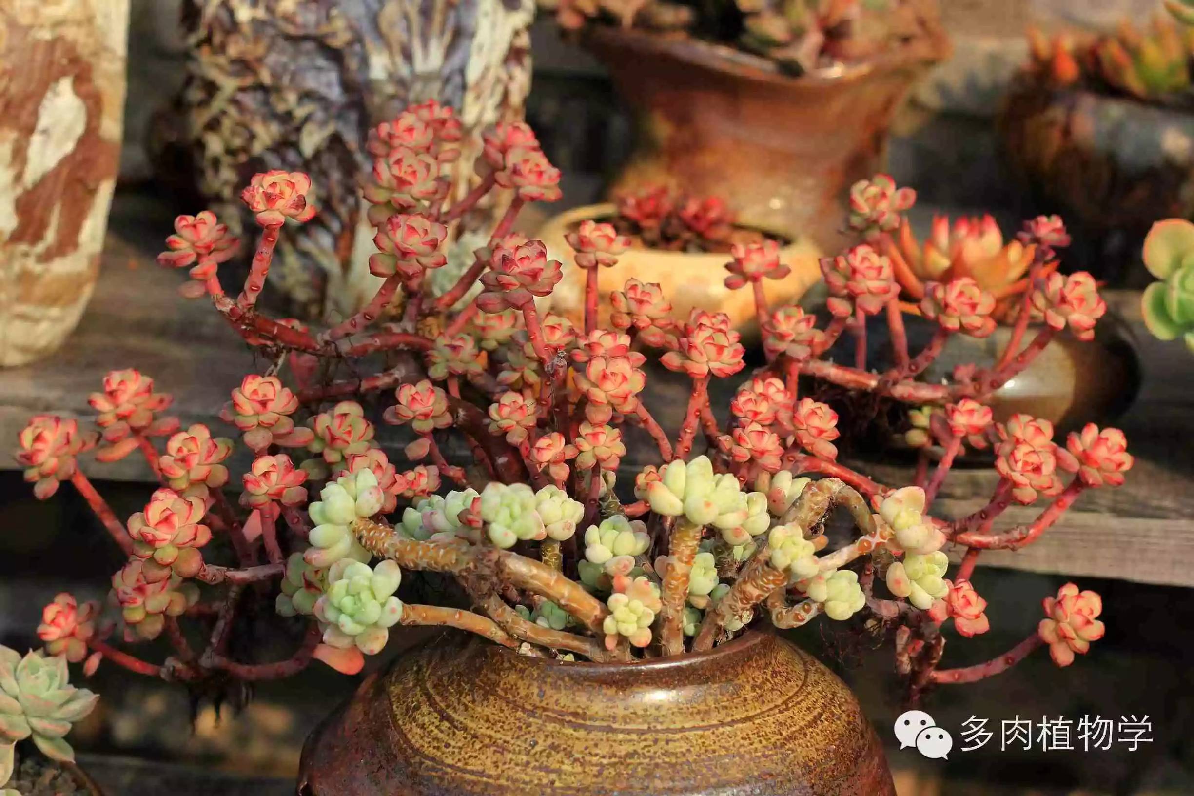 去景天韵开眼界,多肉让人浮想联翩