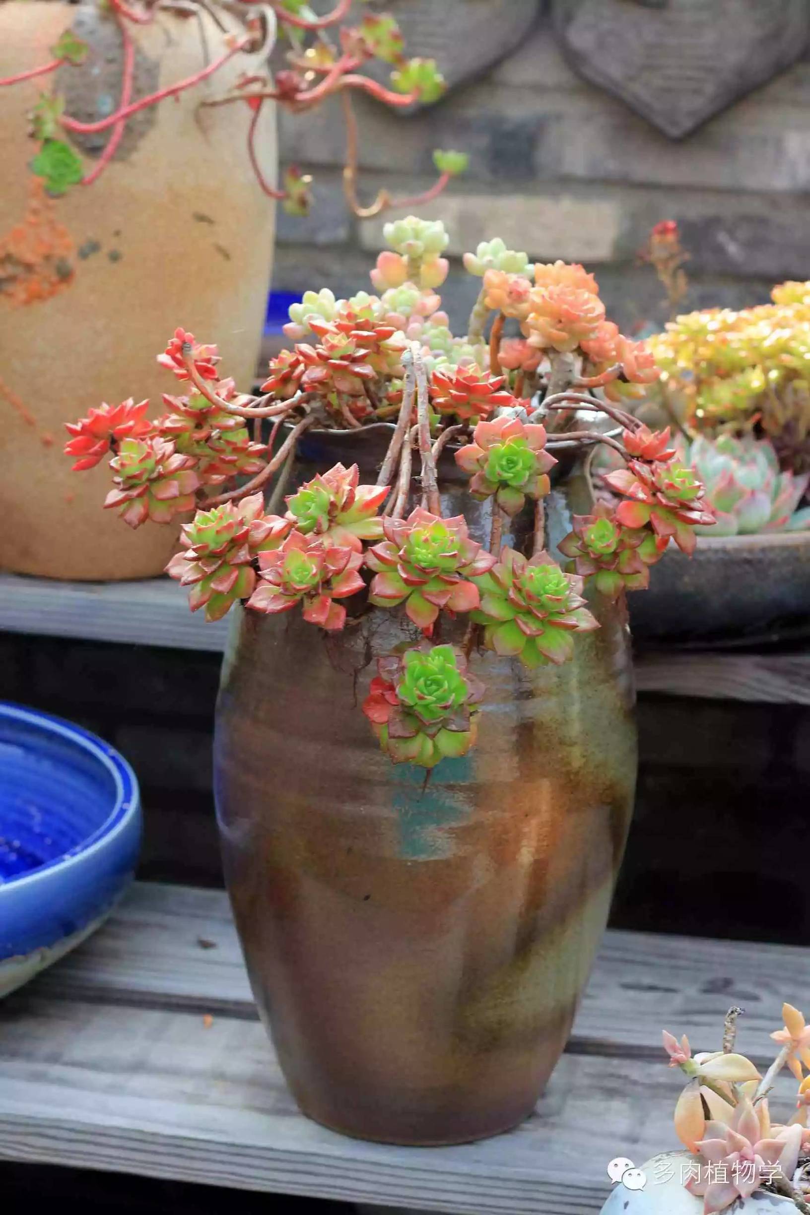 去景天韵开眼界,多肉让人浮想联翩