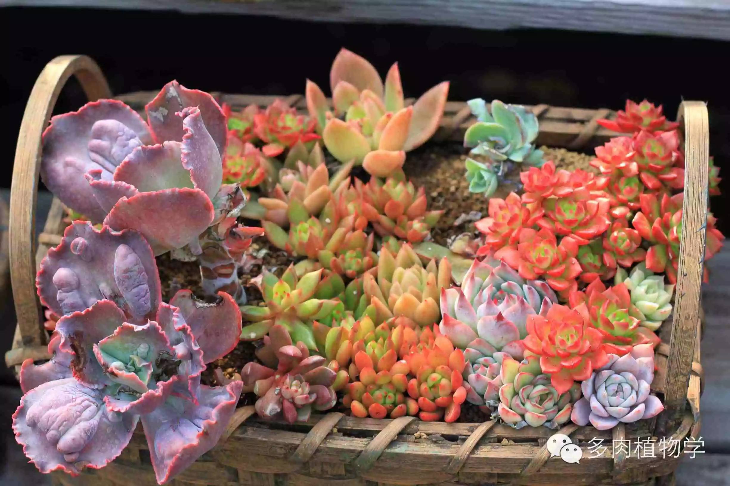 去景天韵开眼界,多肉让人浮想联翩