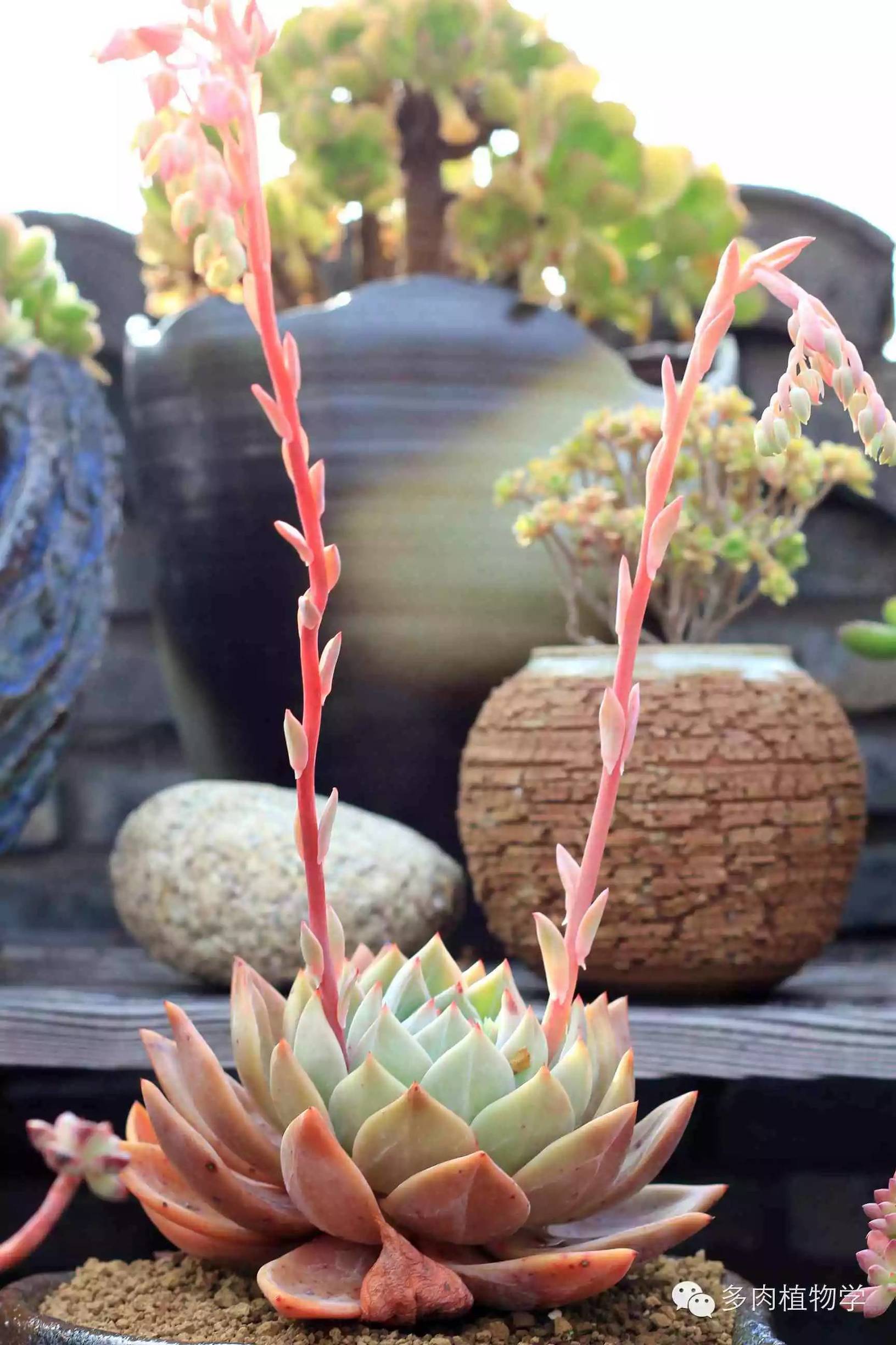 去景天韵开眼界,多肉让人浮想联翩
