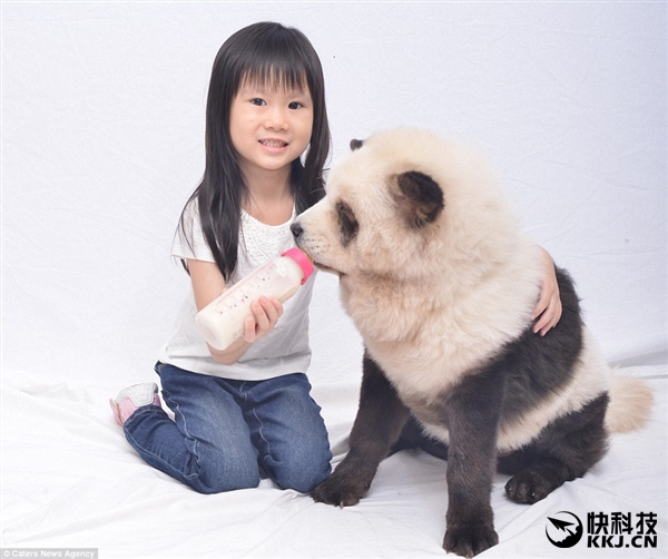 网红松狮熊猫,松狮熊猫造型是染的吗