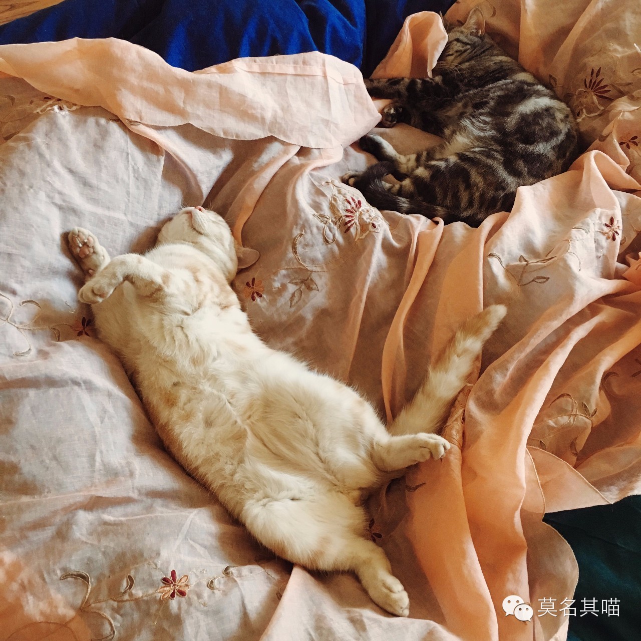 猫咪机场托运手续在哪里办,猫咪托运飞机得提前多久到机场