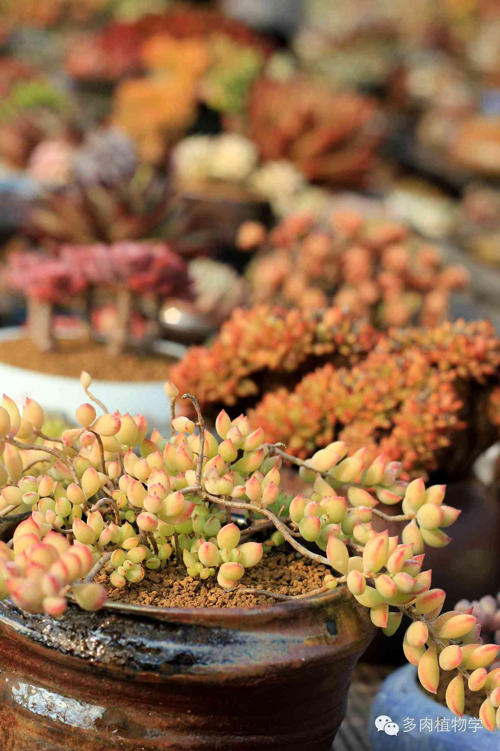 去景天韵开眼界,多肉让人浮想联翩