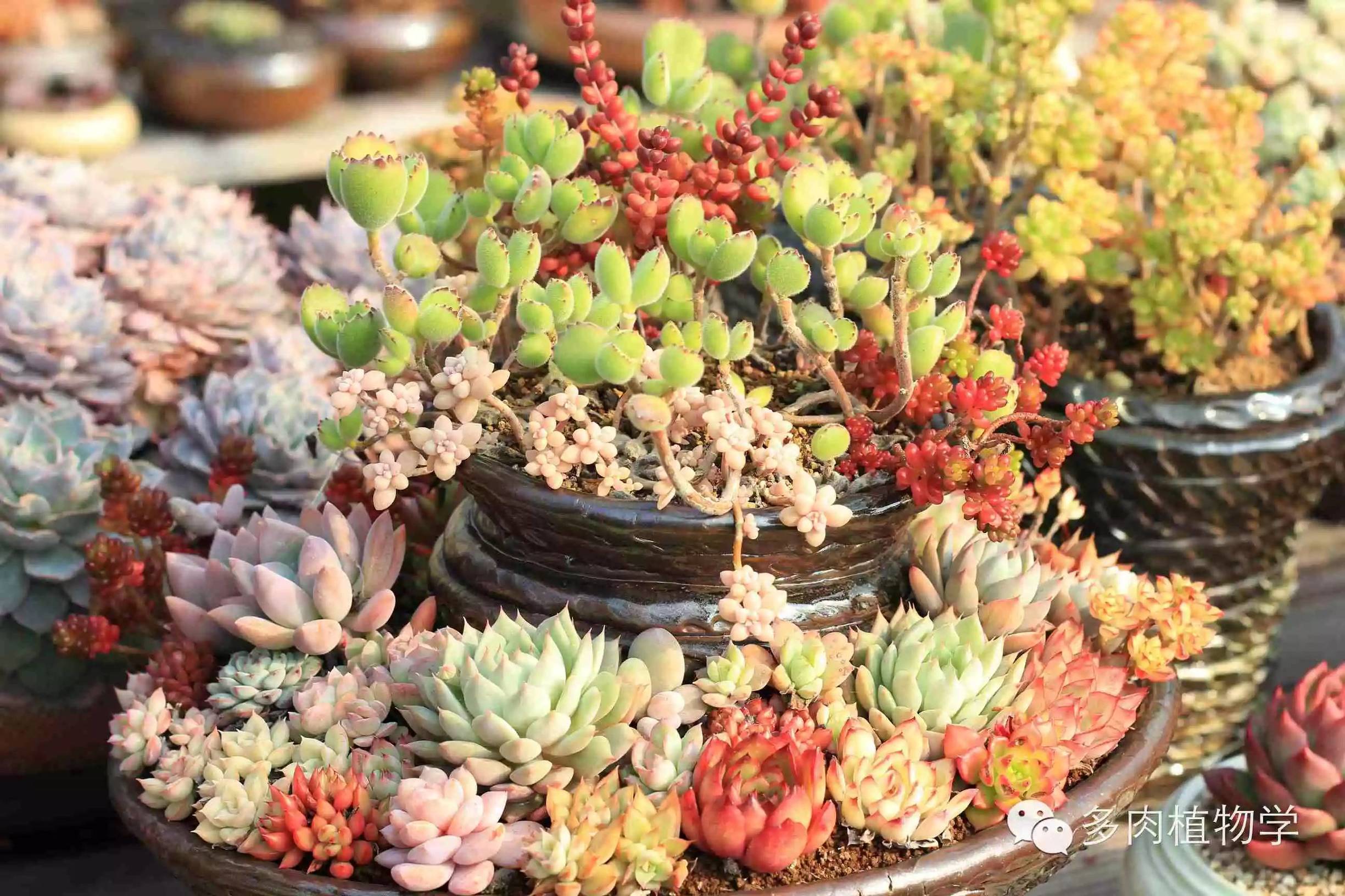 去景天韵开眼界,多肉让人浮想联翩
