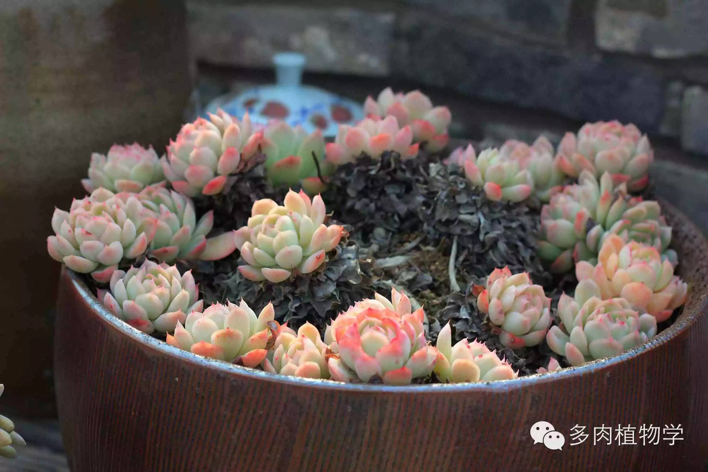 去景天韵开眼界,多肉让人浮想联翩